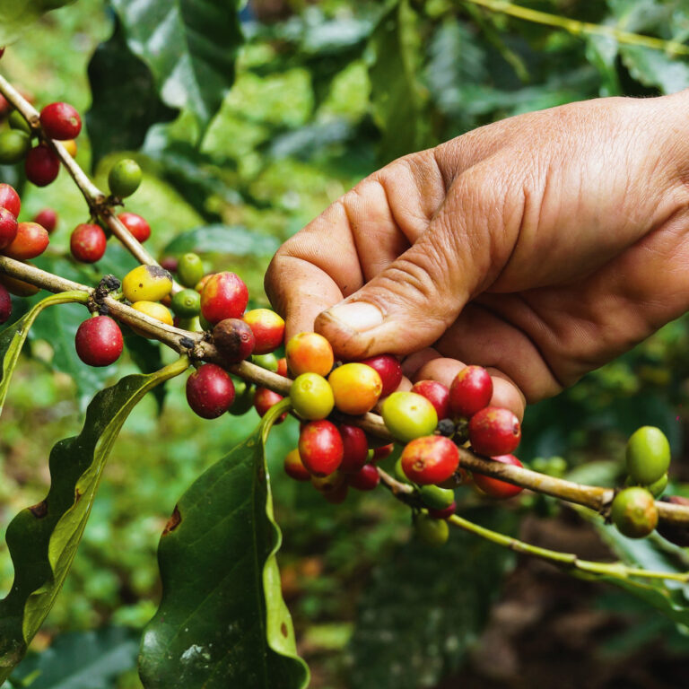 Close-Up-Foto: Hand bei der Ernte von Kaffeekirschen
