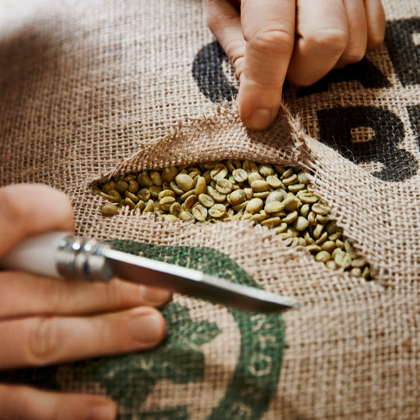 Close-Up-Foto: grüne Kaffeebohnen in einem aufgeschnittenen Kaffeesack mit Händen am Foto
