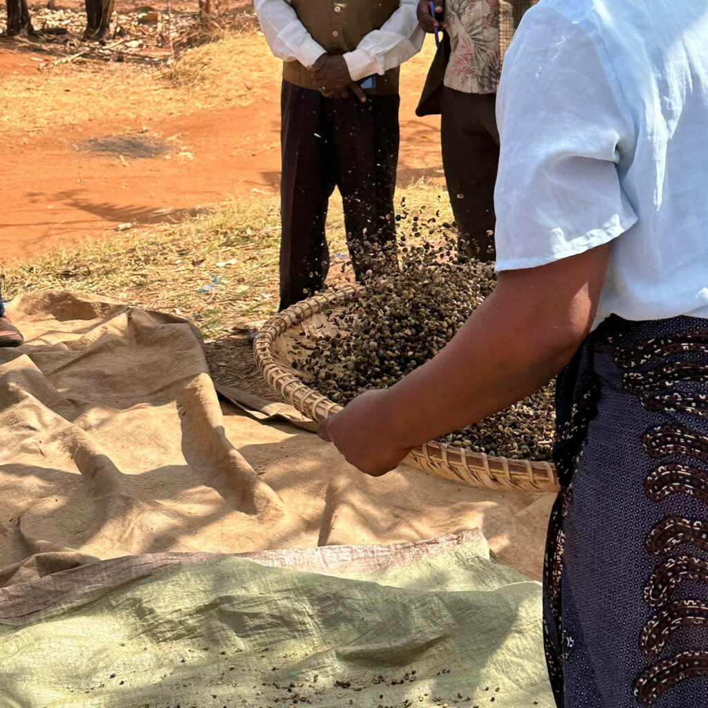 Imagebild: Frau beim Schwenken von Rohkaffeebohnen in Afrika