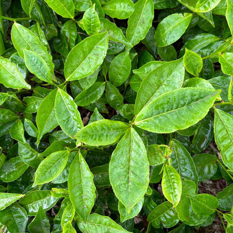 Close-Up-Foto von oben: Blätter von Kaffeepflanzen