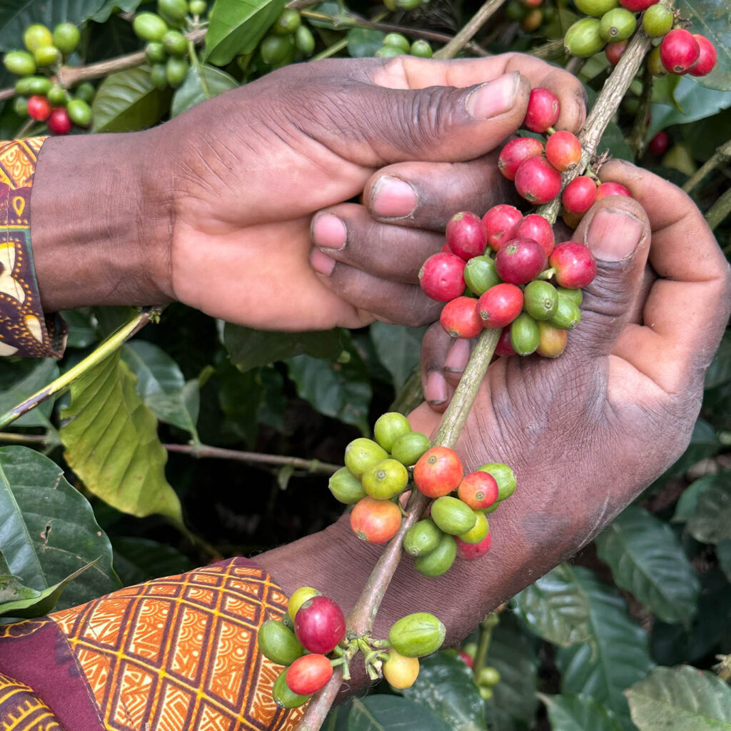 Close-Up-Foto: zwei Hände beim Pflücken von roten Kaffeekirschen