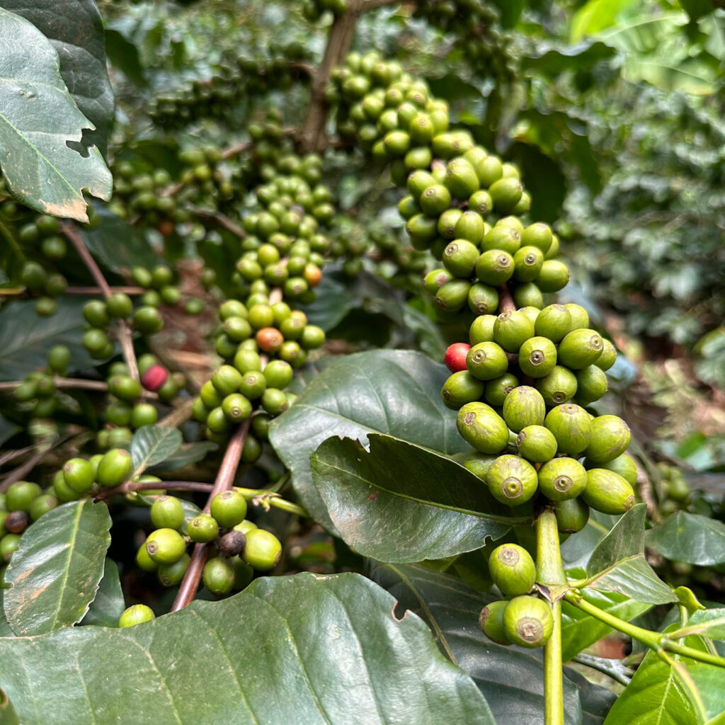Close-Up-Foto: grüne Kaffeekirschen am Zweig mit ein paar Blättern