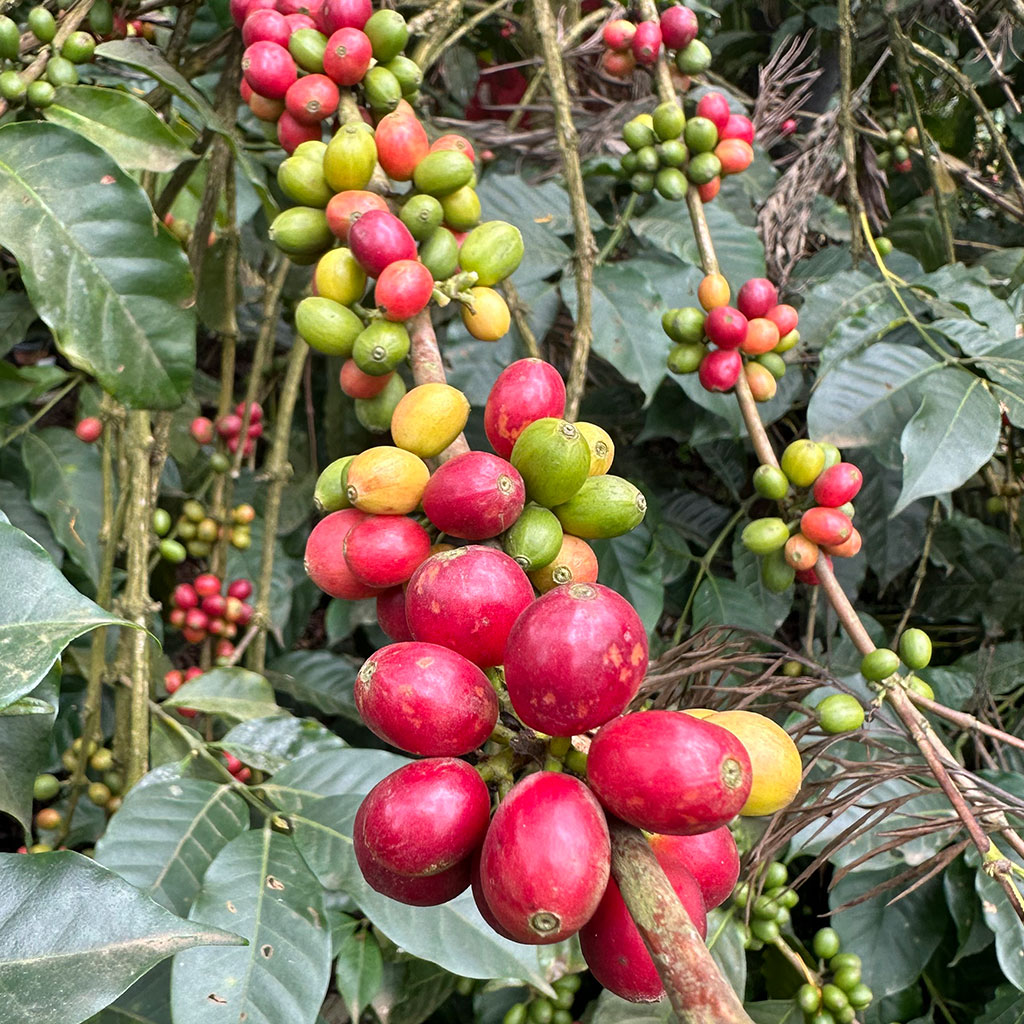 frische Kaffebohnen mit Blättern